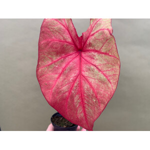 Caladium Autumn Beauty