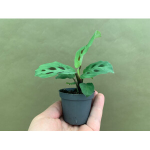 Maranta leuconeura green stripe Babyplant