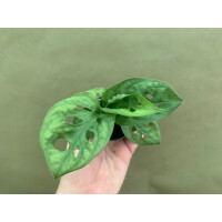 Monstera adansonii Babyplant