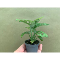 Monstera adansonii Babyplant