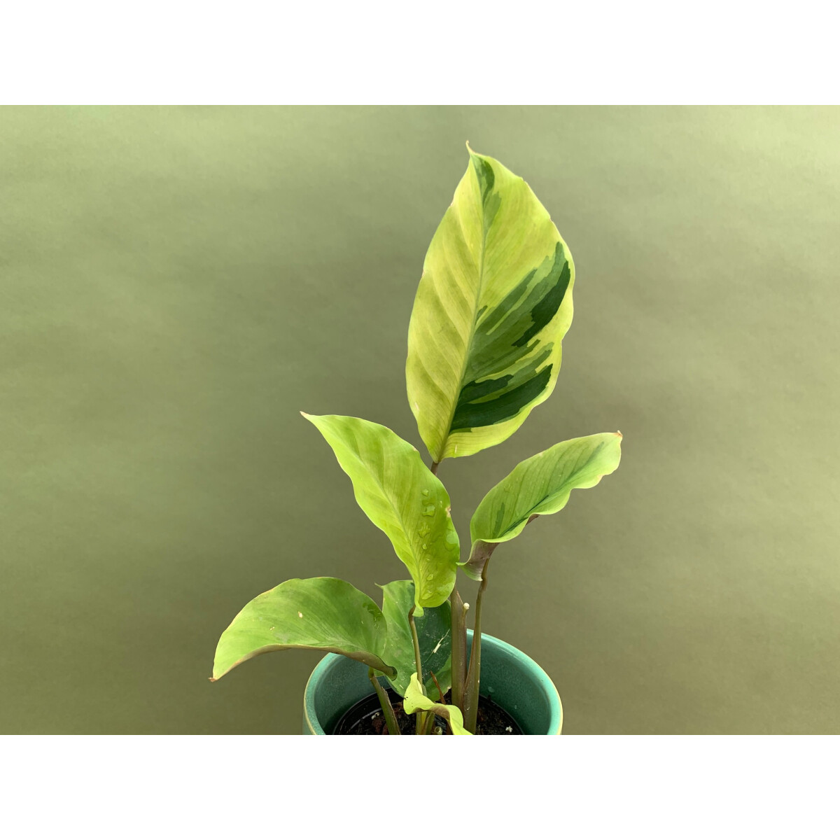 Calathea yellow fusion M