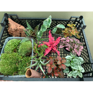 Bens biOrb AIR Pflanzenpaket