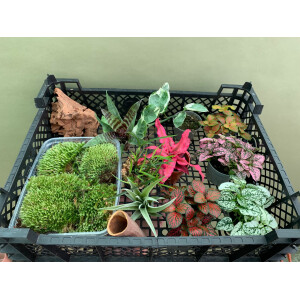 Bens biOrb AIR Pflanzenpaket