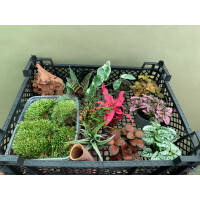 Bens biOrb AIR Pflanzenpaket