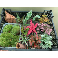 Bens biOrb AIR Pflanzenpaket