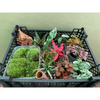 Bens biOrb AIR Pflanzenpaket