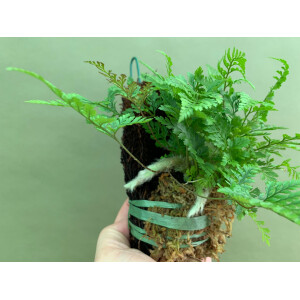 Angebot Davallia fejensis Farn aufgebunden