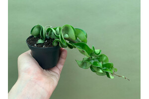 Hoya carnosa compacta M
