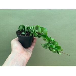 Hoya carnosa compacta M