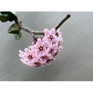 Hoya carnosa compacta M