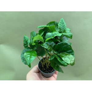 Coffea arabica Kaffeepflanze