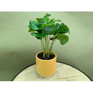 Coffea arabica Kaffeepflanze