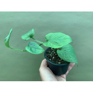 Epipremnum pinnatum Cebu Blue M