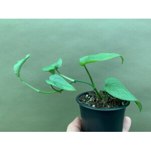 Epipremnum pinnatum Cebu Blue M