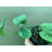 Epipremnum pinnatum Cebu Blue M