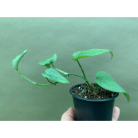 Epipremnum pinnatum Cebu Blue M
