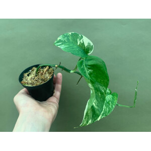 Epipremnum Pinnatum Variegata M