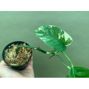 Epipremnum Pinnatum Variegata M