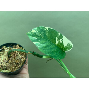 Epipremnum Pinnatum Variegata M