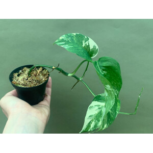 Epipremnum Pinnatum Variegata M