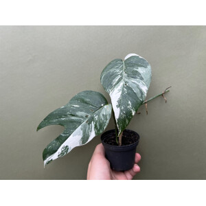 Epipremnum Pinnatum Variegata M