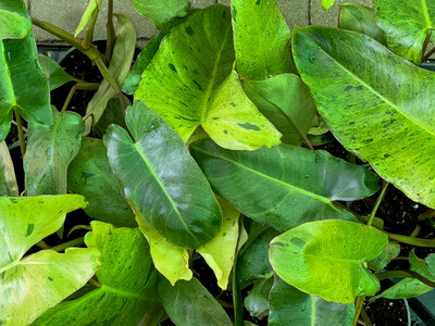 Philodendron Paraiso Verde variegata