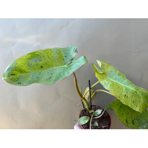 Philodendron Paraiso Verde variegata