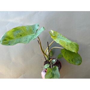 Philodendron Paraiso Verde variegata