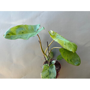 Philodendron Paraiso Verde variegata