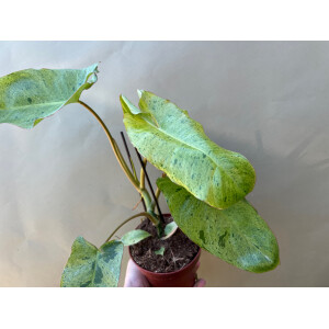 Philodendron Paraiso Verde variegata