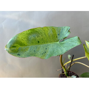 Philodendron Paraiso Verde variegata