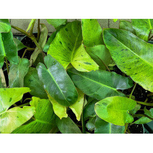 Philodendron Paraiso Verde variegata