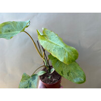 Philodendron Paraiso Verde variegata