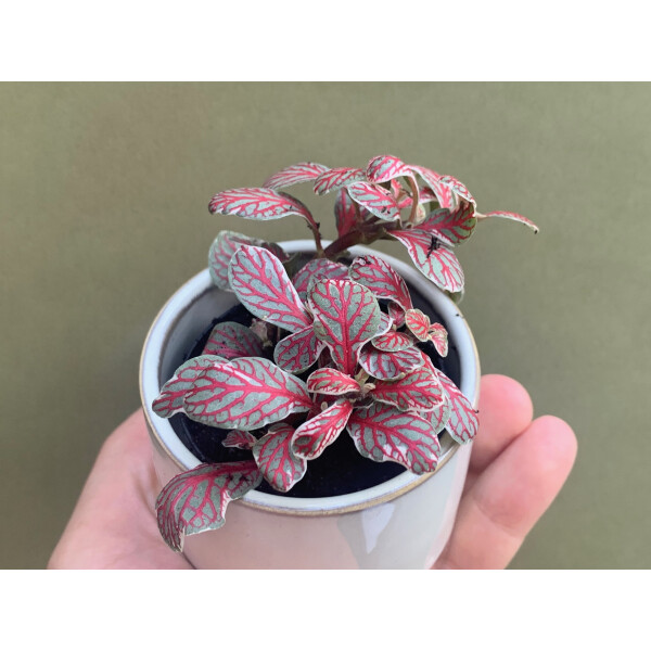 Fittonia Grey Sensation Babyplant