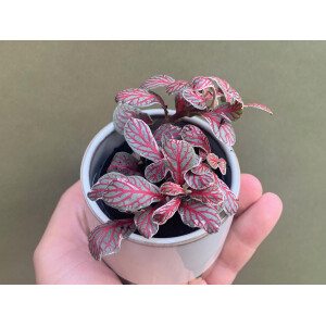 Fittonia Grey Sensation Babyplant