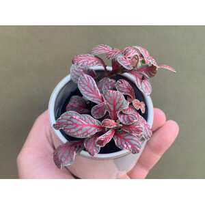 Fittonia Grey Sensation Babyplant