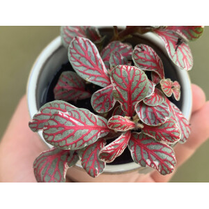 Fittonia Grey Sensation Babyplant