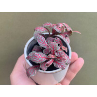 Fittonia Grey Sensation Babyplant
