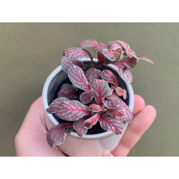 Fittonia Grey Sensation Babyplant