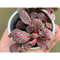 Fittonia Grey Sensation Babyplant