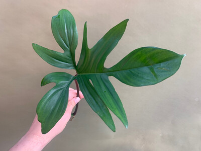 Philodendron pedatum Cutting