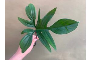 Philodendron pedatum Cutting