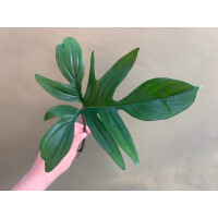 Philodendron pedatum Ableger