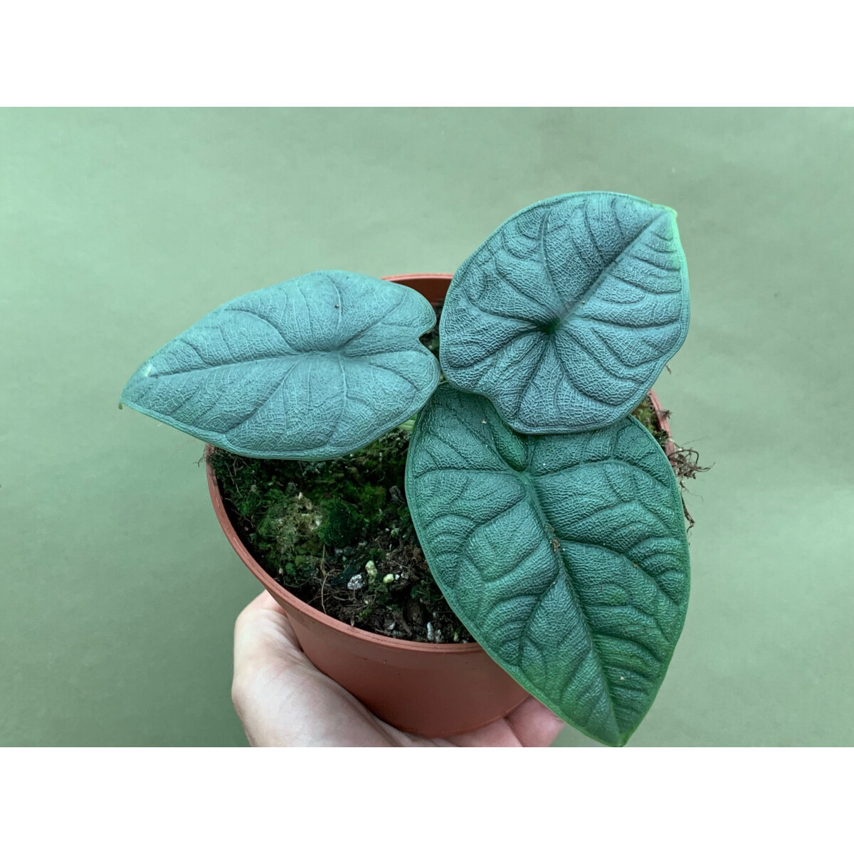 Alocasia melo