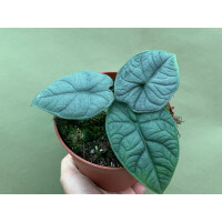 Alocasia melo