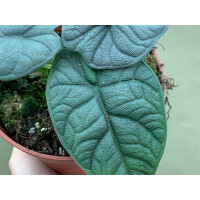 Alocasia melo