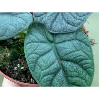 Alocasia melo