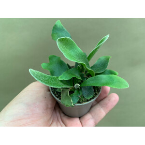 Platycerium bifurcatum Babyplant