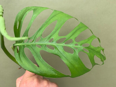 Monstera adansonii subsp. laniata cutting