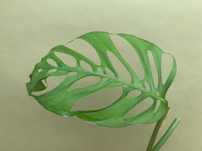 Monstera adansonii subsp. laniata cutting